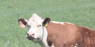Hereford cow