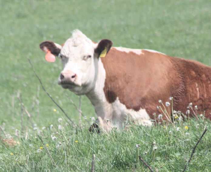 Hereford cow Hereford cow