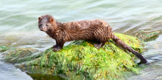 American mink