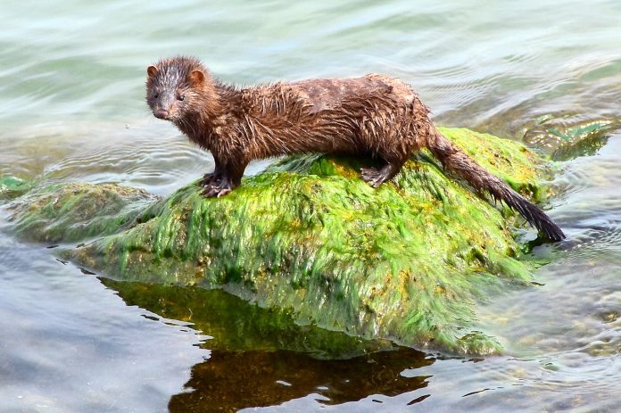 American mink American mink