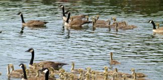 canada geese