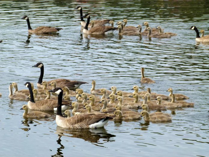 canada geese canada geese
