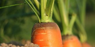 carrots