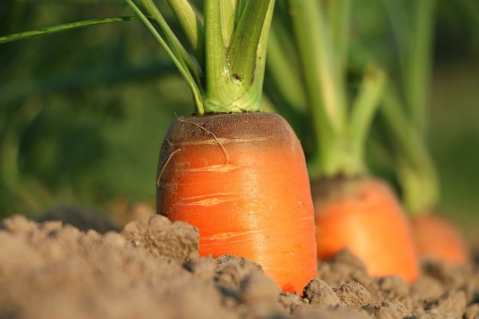 carrots carrots
