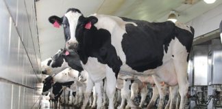 Holstein cows