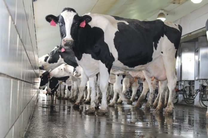 Holstein cows Holstein cows