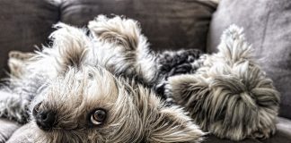 dog