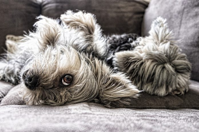 dog dog