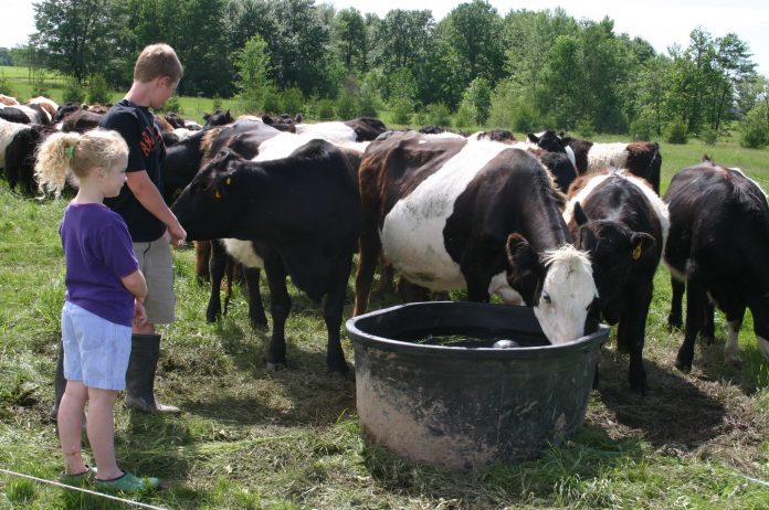 cattle waterer cattle waterer