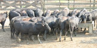 beef cattle feedlot