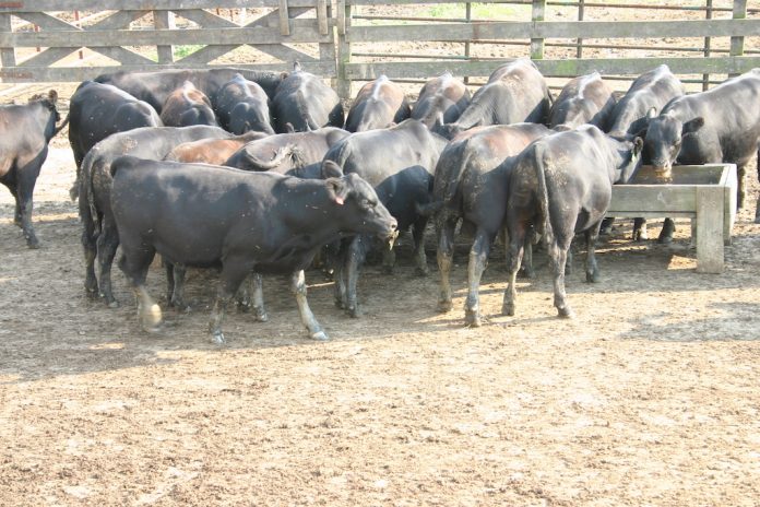 beef cattle feedlot beef cattle feedlot