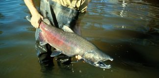 salmon
