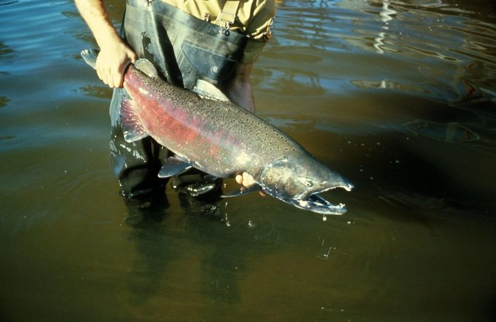 salmon salmon