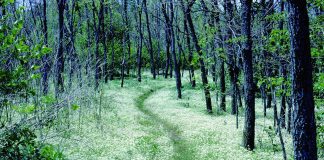 Appalachian Trail