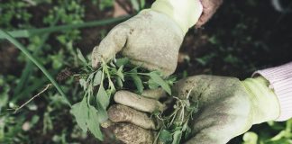 gardening
