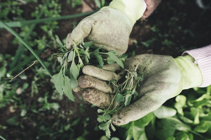 gardening gardening