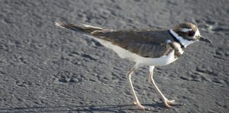 killdeer