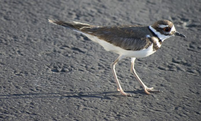 killdeer killdeer
