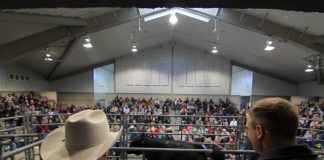 Pennsylvania bull sale
