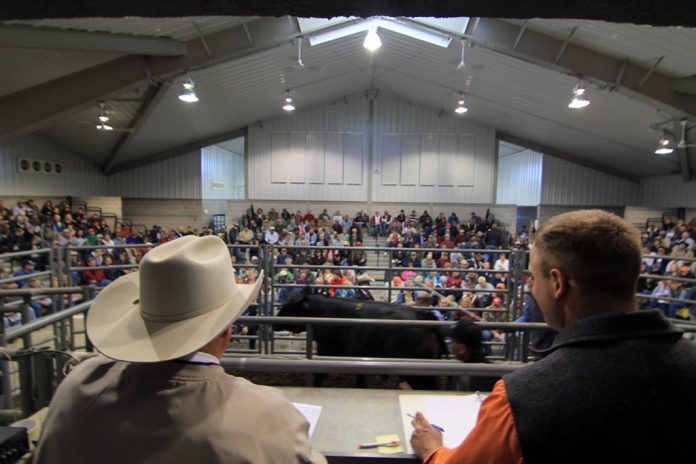Pennsylvania bull sale Pennsylvania bull sale