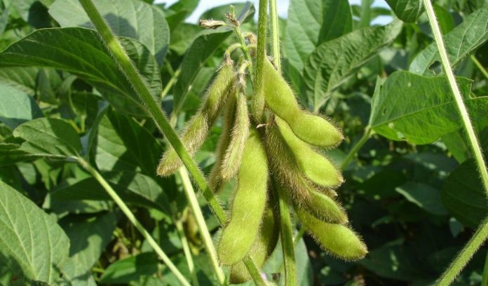 soybeans header soybeans