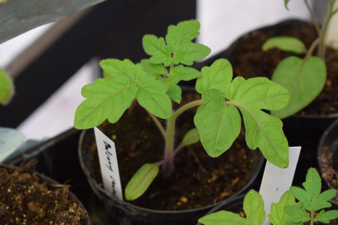 tomato seedling