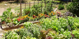 Raised-bed garden