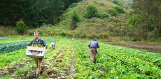 farm workers