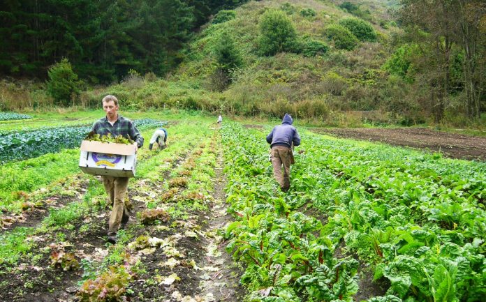 farm workers farm workers