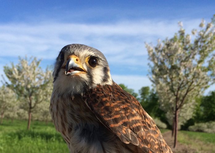 kestrel in orchard kestrel in orchard