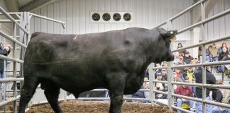 bull sale