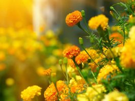 Marigolds: One of the edible flowers.