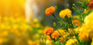 Marigolds: One of the edible flowers.