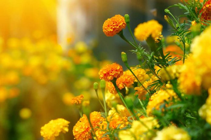 Edible-Flowers Marigolds: One of the edible flowers.