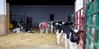 Calf pens