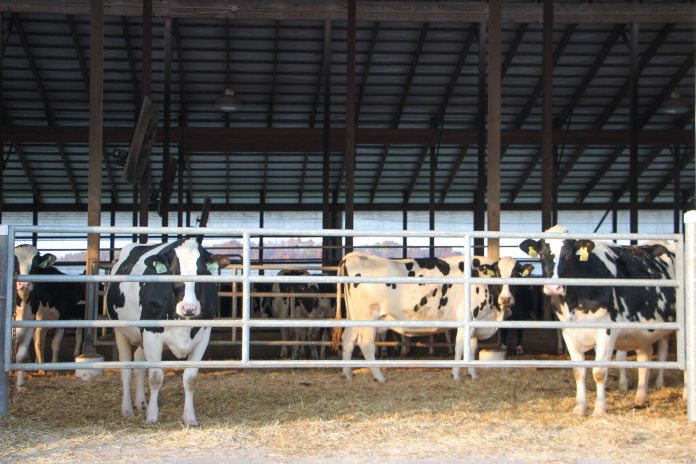 Pine Tree Dairy Holsteins Pine Tree Dairy Holsteins