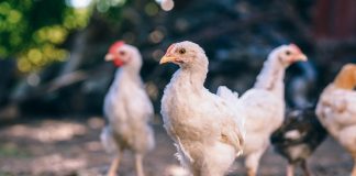 chickens