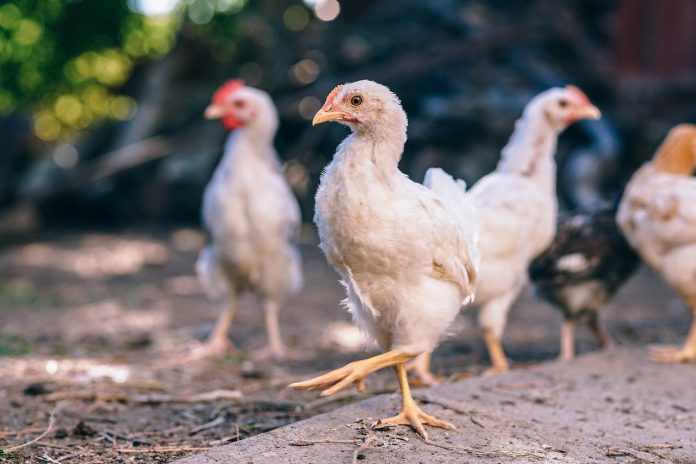 chickens chickens