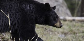black bear