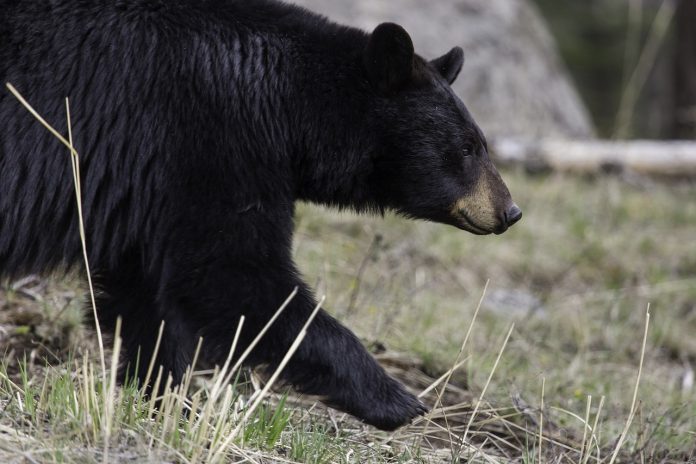 black bear black bear