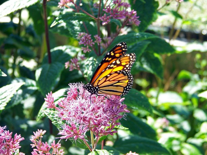 Monarch on milkweed Monarch on milkweed