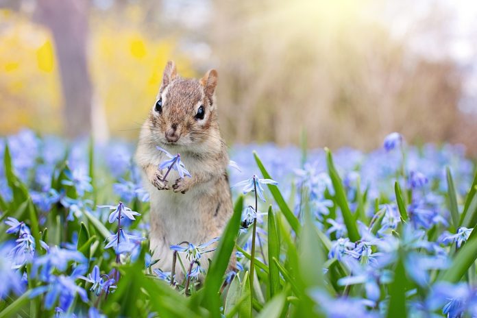 garden chipmunk chipmunk with purple flowers