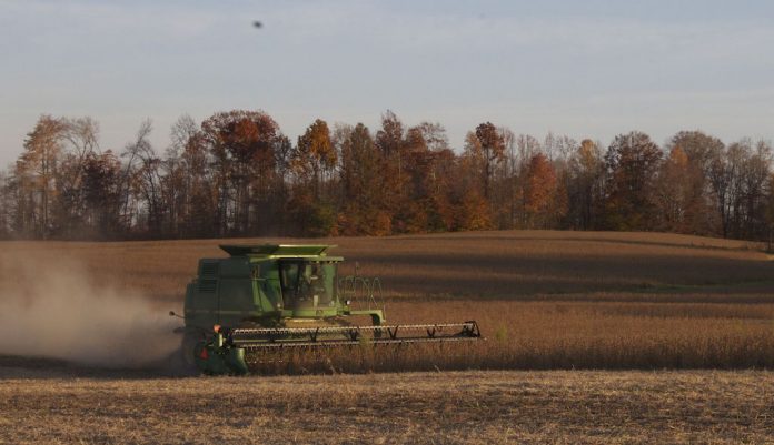 combining soybeans