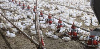 commercial chickens