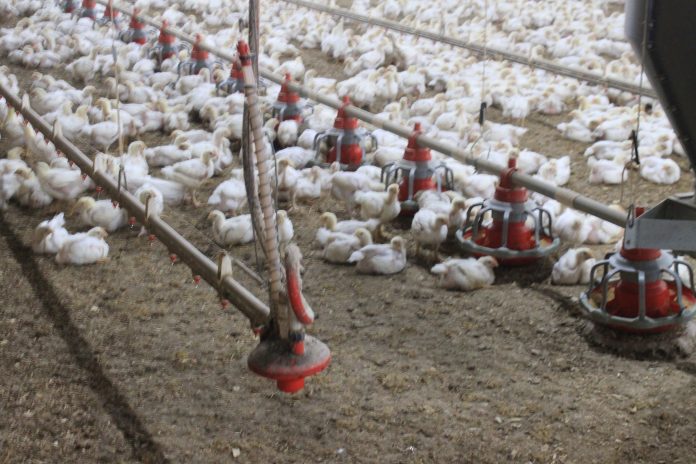 commercial chickens commercial chickens