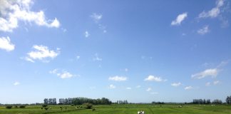 grazing cattle
