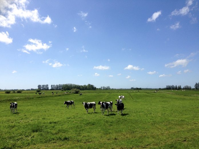 grazing cattle grazing cattle