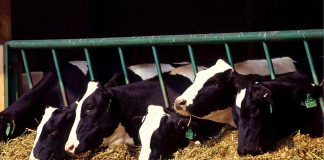 feedlot