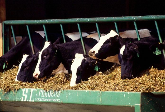 feedlot feedlot