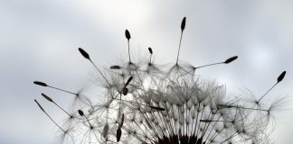 dandilion